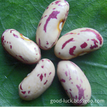 China Origin 2013 Crop HPS Kidney Beans CHITRA Rajma